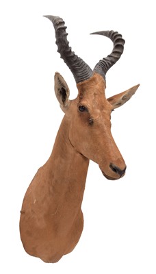 Lot 101 - Taxidermy: Cape Red Hartebeest (Alcelaphus...