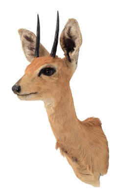 Lot 300 - Taxidermy: South African Steenbok (Raphicerus...