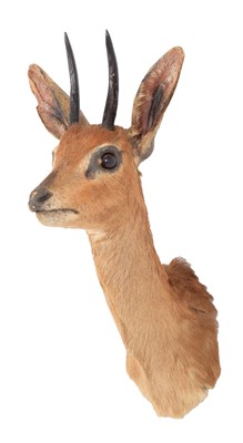 Lot 33 - Taxidermy: South African Steenbok (Raphicerus...