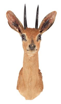 Lot 33 - Taxidermy: South African Steenbok (Raphicerus...