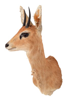Lot 77 - Taxidermy: South African Steenbok (Raphicerus...