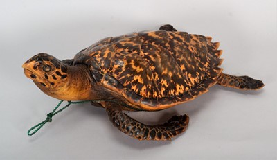 Lot 32 - Taxidermy: Hawksbill Sea Turtle (Eretmochelys...