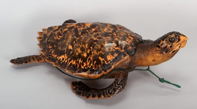 Lot 32 - Taxidermy: Hawksbill Sea Turtle (Eretmochelys...