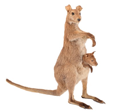 Lot 298 - Taxidermy: A Red-necked or Bennett's Wallaby...