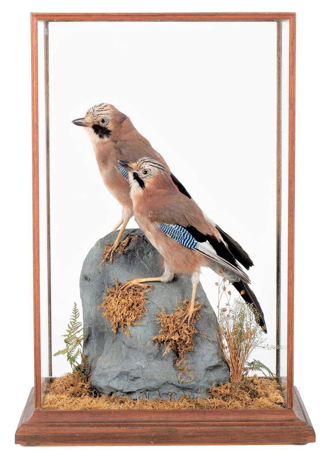 Lot 78 - Taxidermy: A Pair of Cased European Jays...