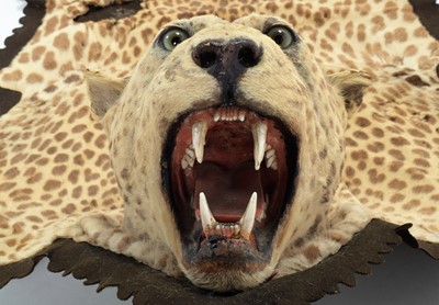 Lot 227 - Taxidermy: A Large African Leopard Skin Rug...