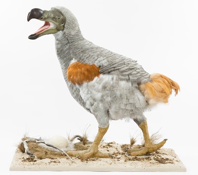 Lot 369 - Natural History: A Cased Re-creation of a Dodo...