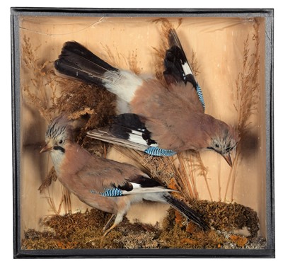 Lot 105 - Taxidermy: A Cased Common Scoter Duck and...