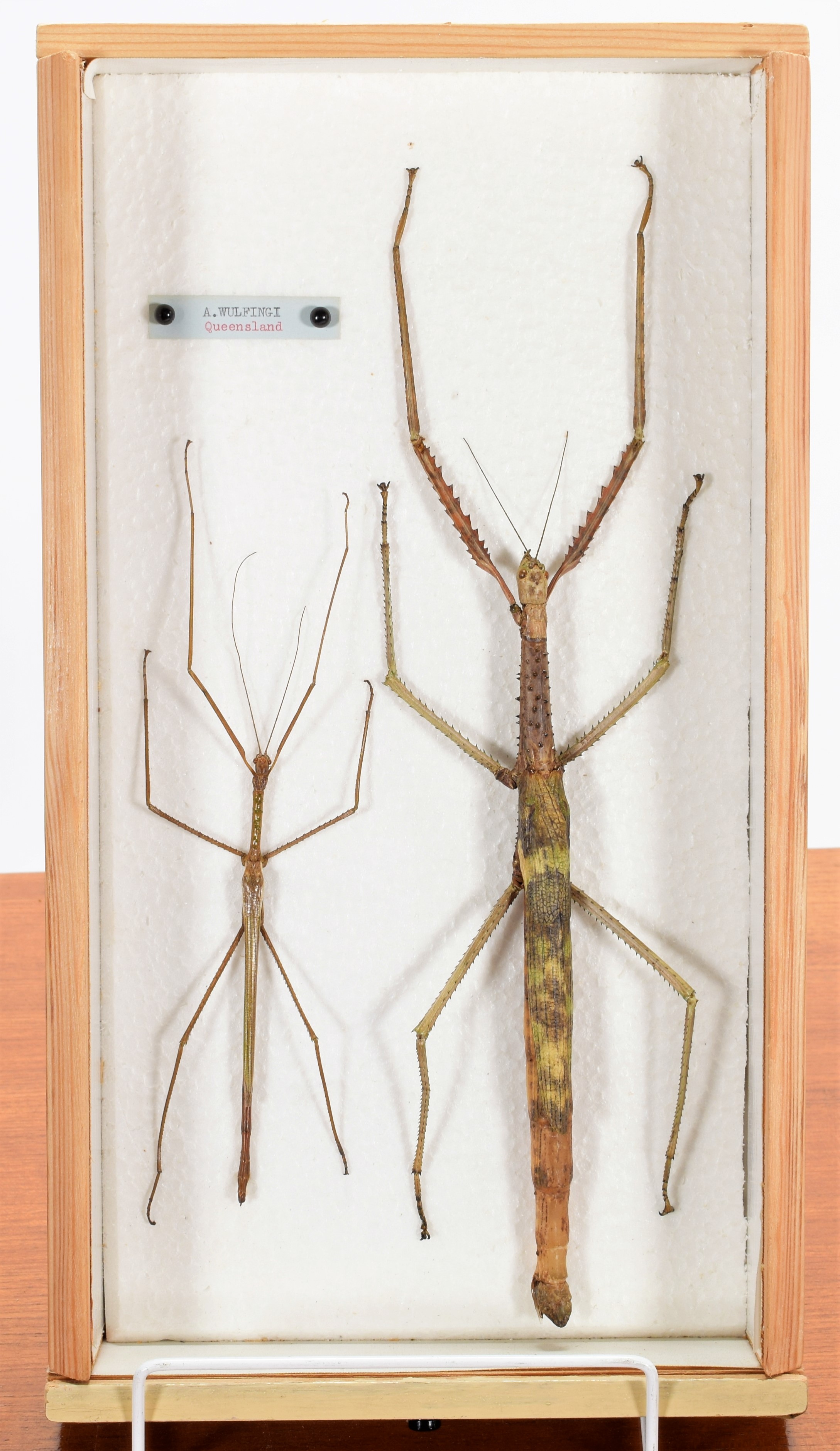 Lot 103 - Entomology/Coleoptera: A Large Collection of