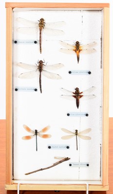 Lot 103 - Entomology/Coleoptera: A Large Collection of...