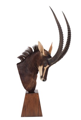 Lot 324 - Taxidermy: Southern Sable Antelope Pedestal...