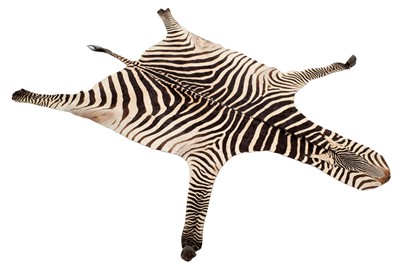 Lot 195 - Taxidermy: Burchell's Zebra Skin (Equus...