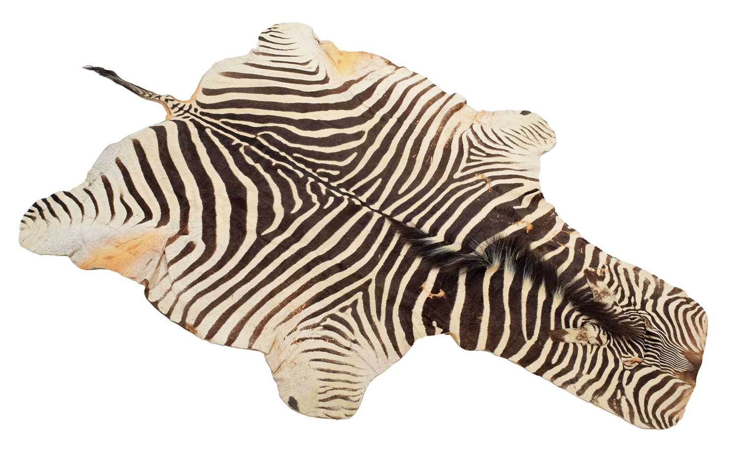 Lot 12 - Taxidermy: Burchell's Zebra Skin (Equus...