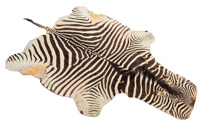 Lot Taxidermy: Burchell's Zebra Skin (Equus...