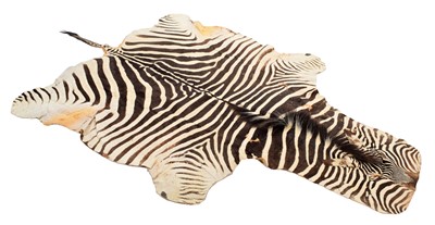Lot 12 - Taxidermy: Burchell's Zebra Skin (Equus...