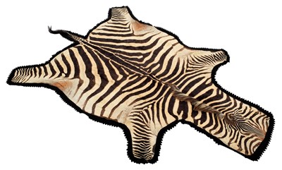 Lot 334 - Taxidermy: Burchell's Zebra Skin (Equus...