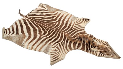 Lot 1273 - Skins/Hides: Burchell's Zebra Skins (Equus...