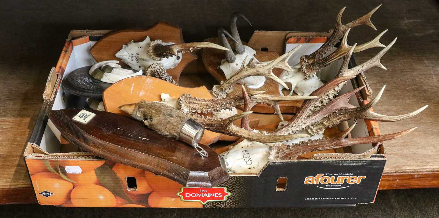 Lot 298 - Antlers/Horns/Tusks: European Roebuck,...