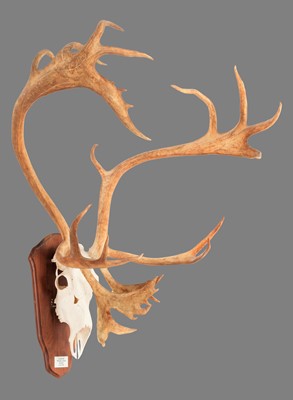 Lot 108 - Antlers/Horns: Alaskan Caribou (Rangifer...
