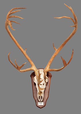 Lot 108 - Antlers/Horns: Alaskan Caribou (Rangifer...