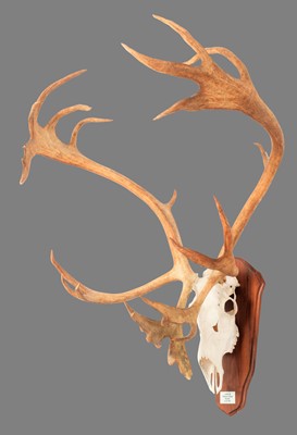 Lot 108 - Antlers/Horns: Alaskan Caribou (Rangifer...