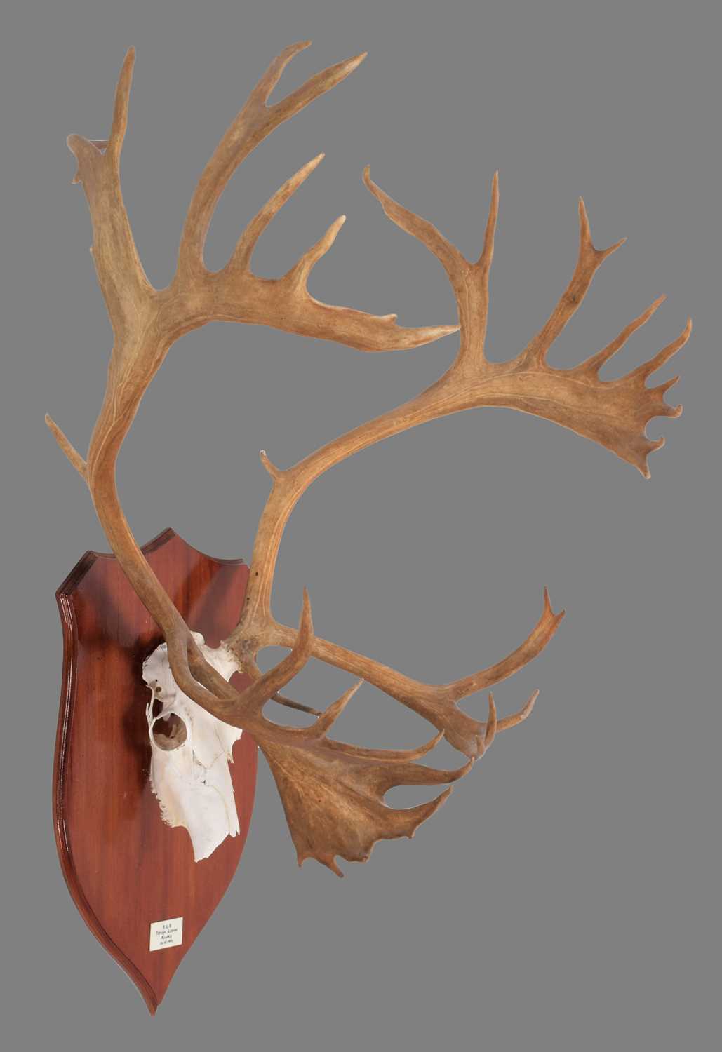 Lot 14 - Antlers/Horns: Alaskan Caribou (Rangifer...