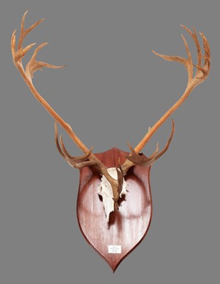 Lot 14 - Antlers/Horns: Alaskan Caribou (Rangifer...