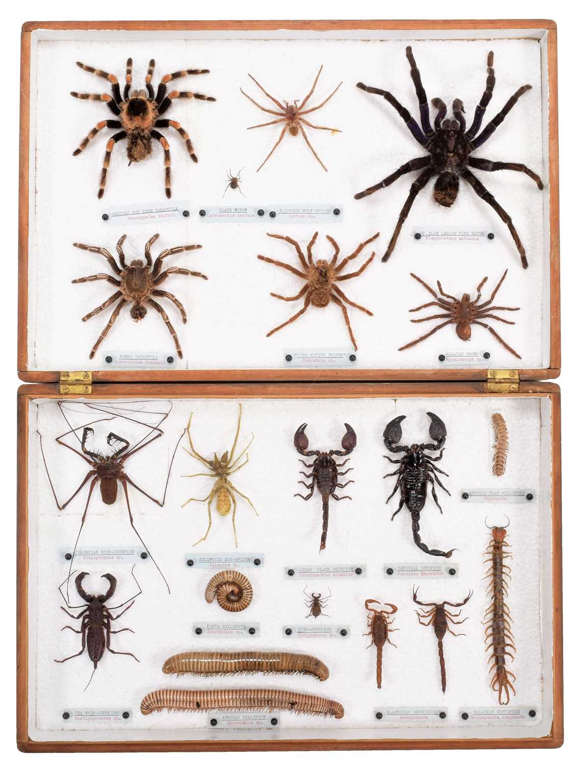 Lot 96 - Arachnology: A Collection of Spiders,...
