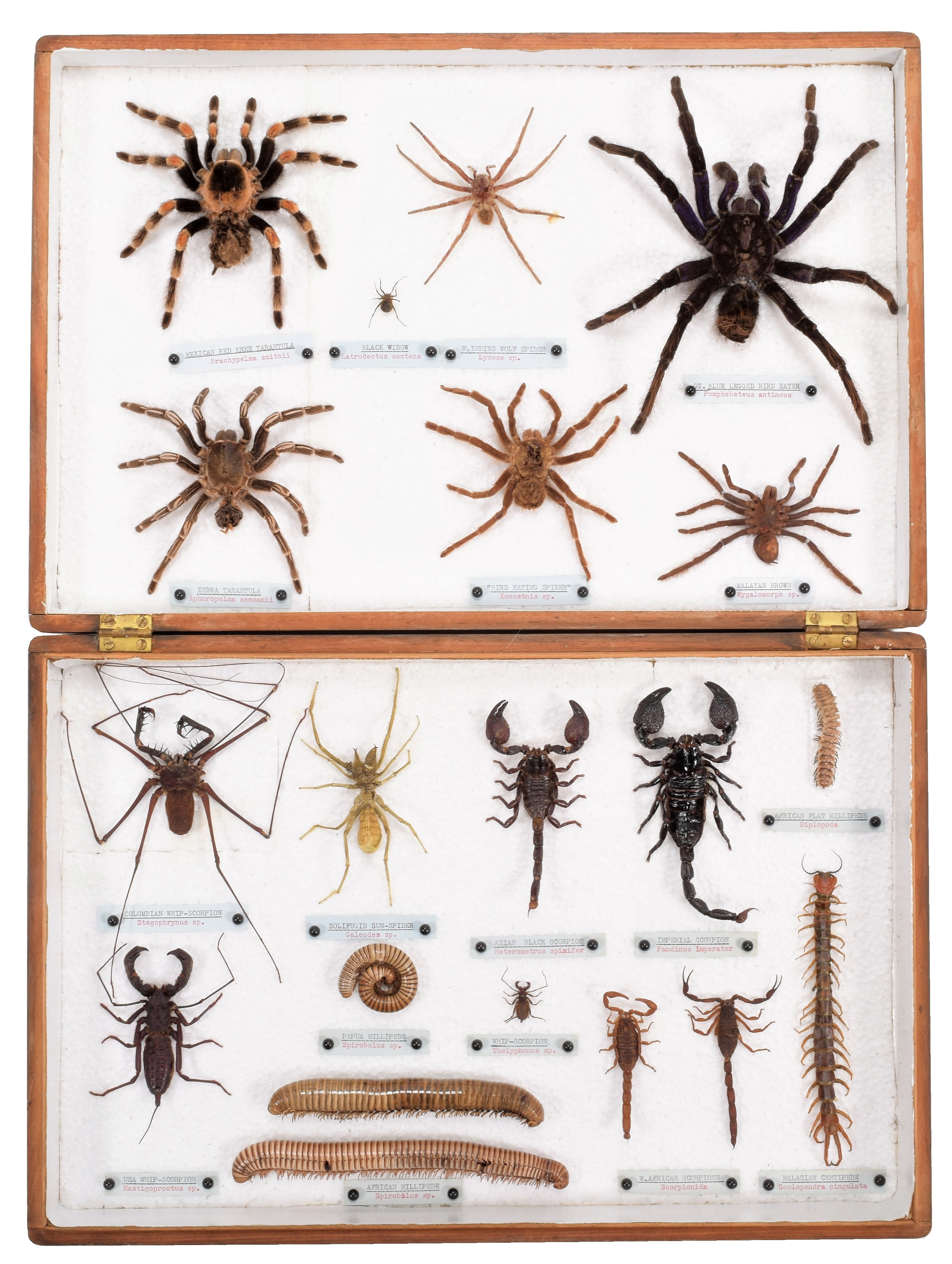 Spider Photo Collection Lot 96 - Arachnology: A Collection of Spiders,