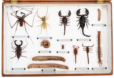 Lot 96 - Arachnology: A Collection of Spiders,...