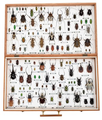 Lot 102 - Entomology/Coleoptera: A Large Impressive...