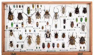 Lot 102 - Entomology/Coleoptera: A Large Impressive...
