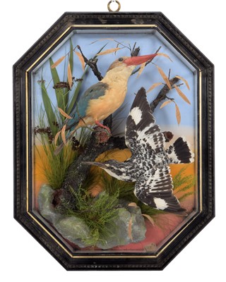Lot 116 - Taxidermy: A Wall Cased Stork-Billed...