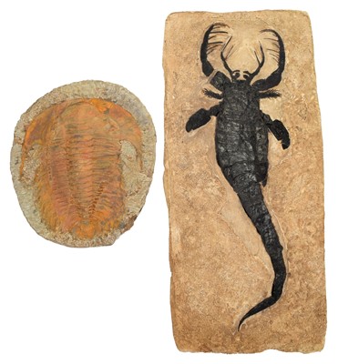 Lot 223 - Fossils: Trilobite & Mixopterus Fossils, a...