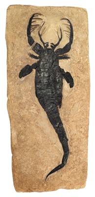 Lot 106 - Fossils: Trilobite & Mixopterus Fossils, a...