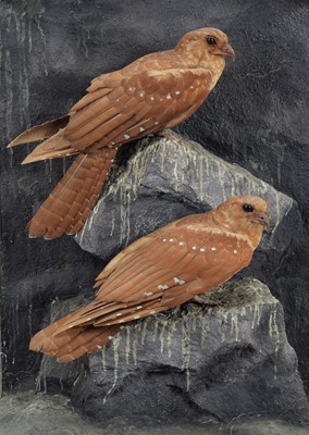 Lot 363 - Taxidermy: A Cased Pair of Oilbirds...