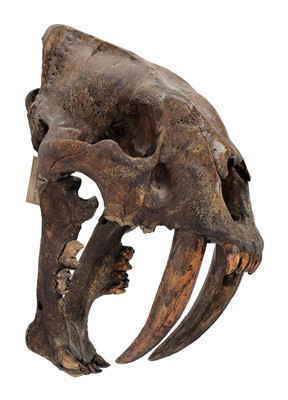 Lot 24 - Natural History: A Replica Smilodon Skull...