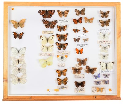 Lot 320 - Entomology: A Collection of World Butterflies,...