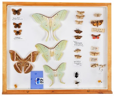 Lot 95 - Entomology: A Collection of World Butterflies,...