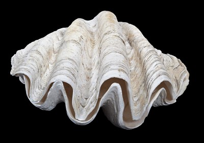 Lot 68 - Conchology: Giant Clam Shell (Tridacna gigas),...