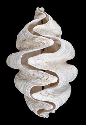 Lot 68 - Conchology: Giant Clam Shell (Tridacna gigas),...