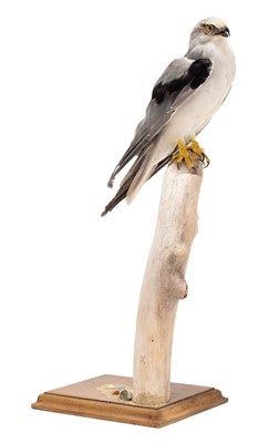 Lot 107 - Taxidermy: A Black-shouldered Kite (Elanus...