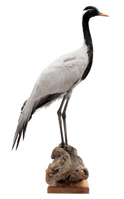 Lot 292 - Taxidermy: Demoiselle Crane (Grus virgo),...