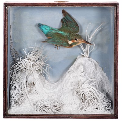 Lot 203 - Taxidermy: A Cased European Kingfisher (Alcedo...