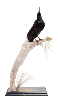Lot 351 - Taxidermy: A Paradise Riflebird (Lophorina...