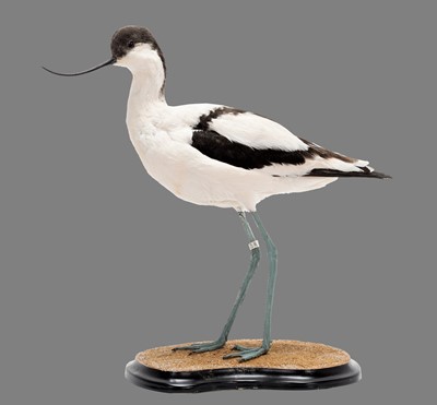 Lot 87 - Taxidermy: A Pied Avocet (Recurvirostra...