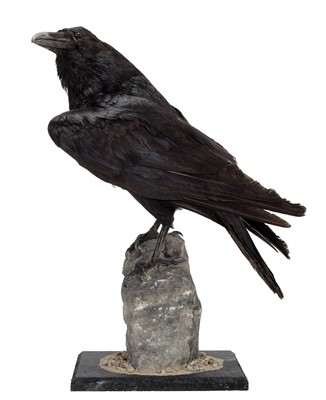 Lot 202 - Taxidermy: A Common Raven (Corvus corax),...
