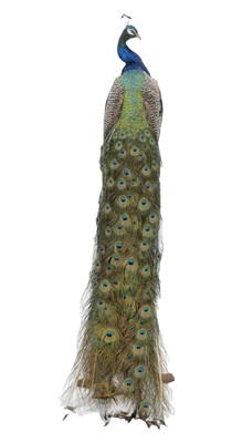 Lot 359 - Taxidermy: An Indian Peacock (Pavo cristatus),...