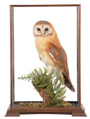 Lot Taxidermy: A Cased Barn Owl (Tito alba), dated...