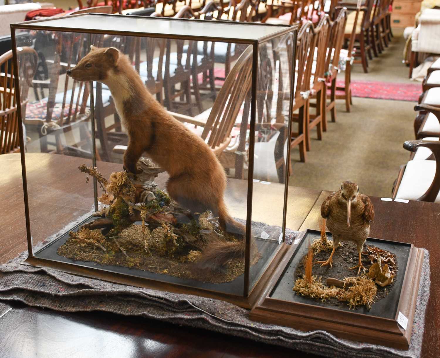 Lot 1227 - Taxidermy: A Cased Scottish Pine Marten &...